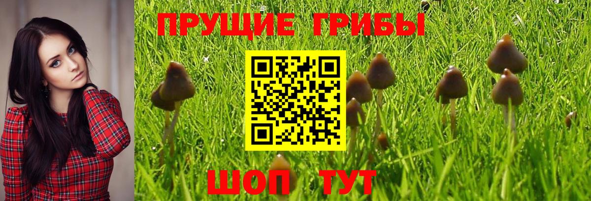 Киселёвск  Галлюциногенные грибы Magic Shrooms  Вход с VPN 